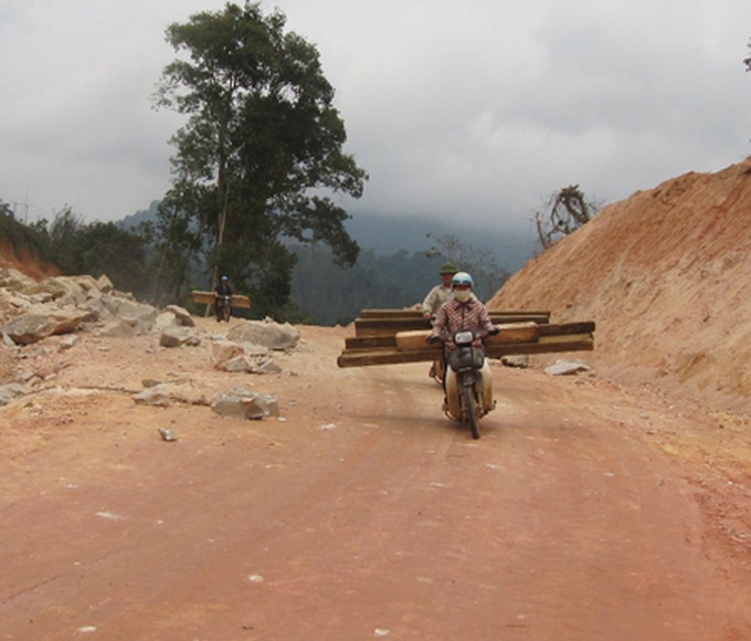 Illicit logging plagues Nghe An - 10 Illicit logging plagues Nghe An - 10