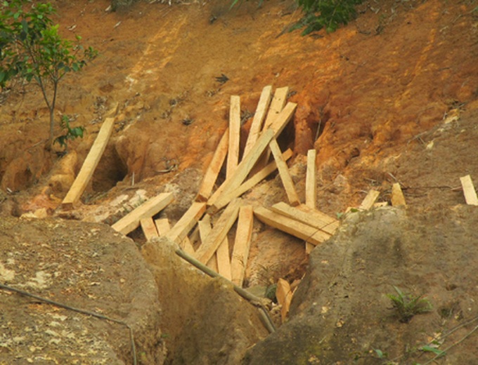 Illicit logging plagues Nghe An - 3 Illicit logging plagues Nghe An - 3