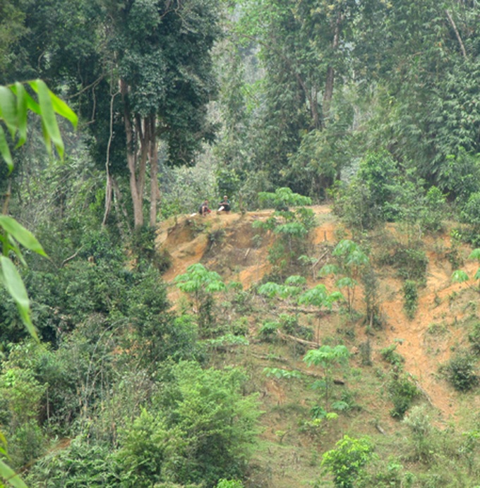 Illicit logging plagues Nghe An - 7 Illicit logging plagues Nghe An - 7
