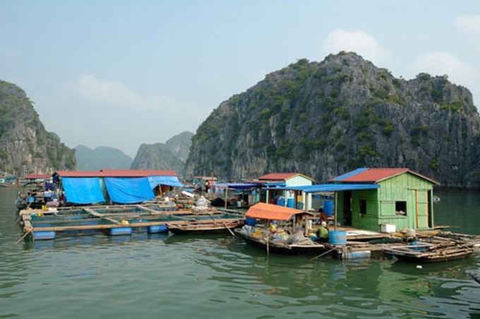 Illegal aquaculture threatens Ha Long Bay - 1