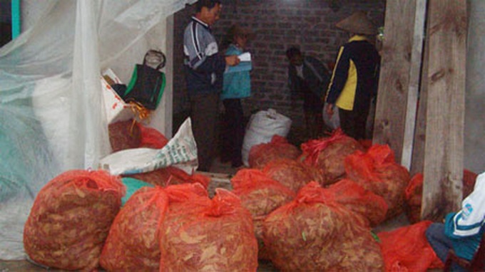 Emerging export market for banana and chili leaves - 2