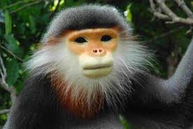 Vietnam grapples with primate preservation - 1