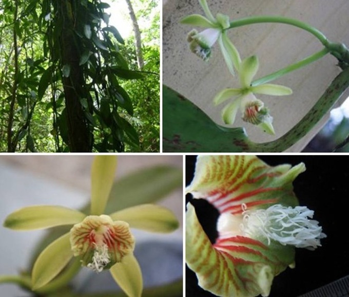New flora species discovered in Khanh Hoa natural reserve - 1 New flora species discovered in Khanh Hoa natural reserve - 1