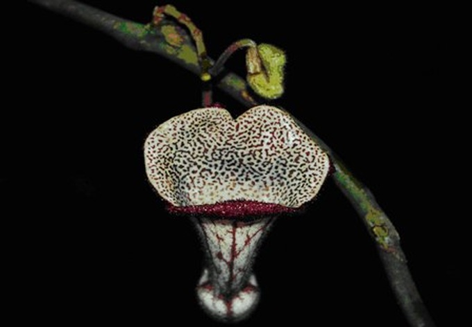 New plant species found in Thanh Hoa - 1