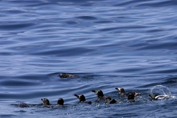 500 penguins found dead on Brazil beaches - 1