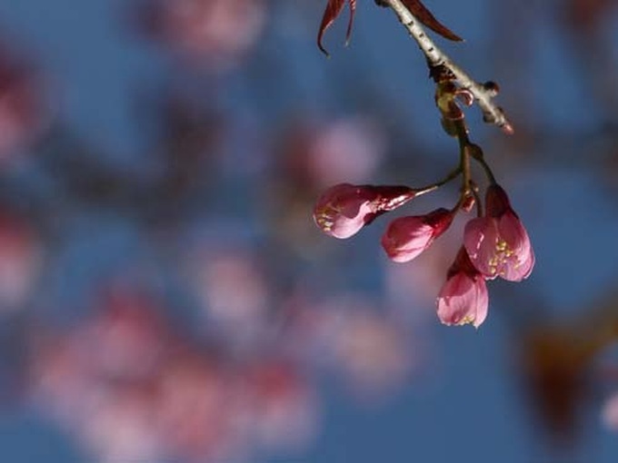 Cherry blossoms cover streets of Dalat - 8