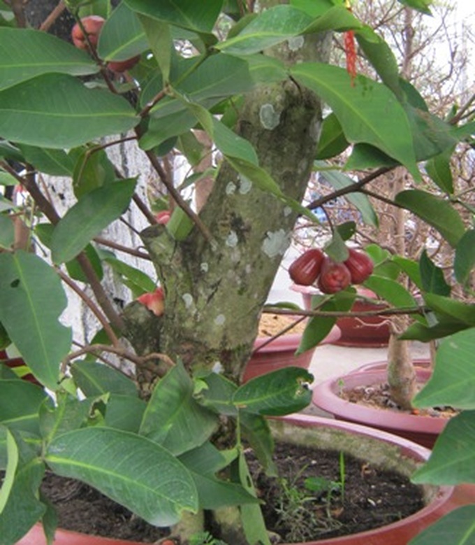 Fruit tree made into bonsai for Tet - 8