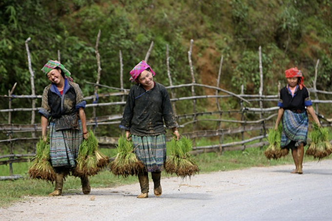 Life on the terraced mountain of Khau Pha - 10