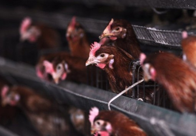 WTO rules against China in US chicken dispute - 1