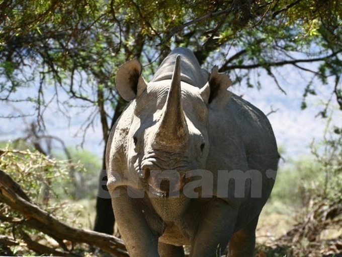 Eliminating rhino horn use popularised - 1