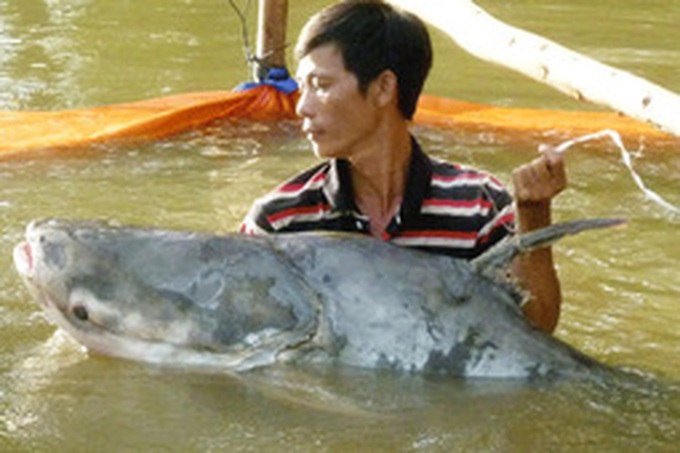 Endangered catfish caught in Tien River - 1