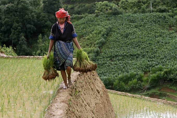 Life on the terraced mountain of Khau Pha - 4