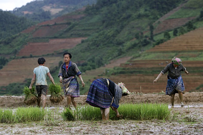 Life on the terraced mountain of Khau Pha - 8