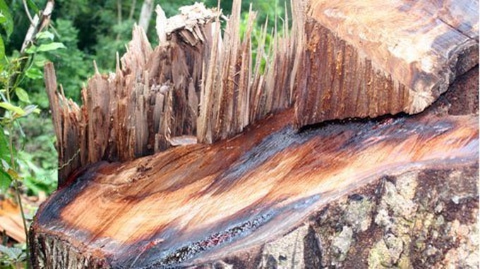 Ironwood trees of Ba Be National Park disappearing - 2