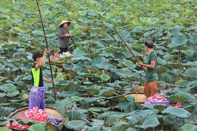 Hanoi’s lotus tea-making art - 6
