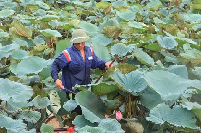 Hanoi’s lotus tea-making art - 2