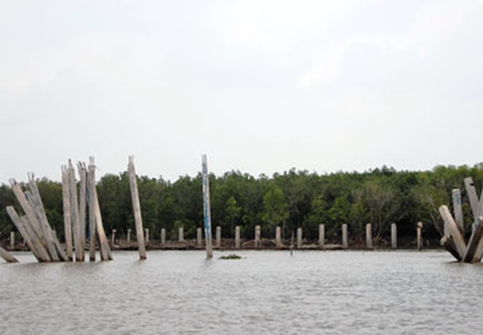 Half-done dyke project poses harm to Ca Mau Cape - 1