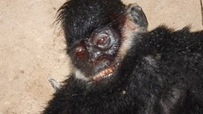 Legal proceedings commence for endangered animal violation - 1 Legal proceedings commence for endangered animal violation - 1