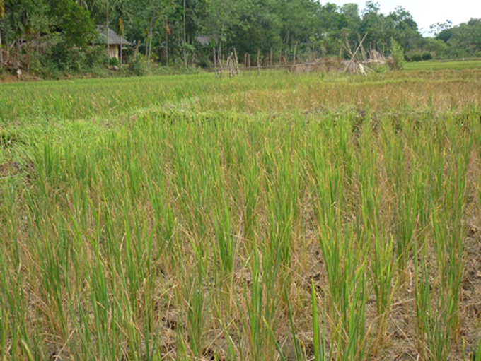 Record high temperatures in Vietnam - 4