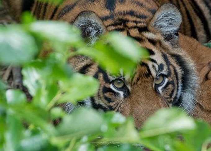 Tiger who attacked handler to stay at Australia Zoo - 1 Tiger who attacked handler to stay at Australia Zoo - 1