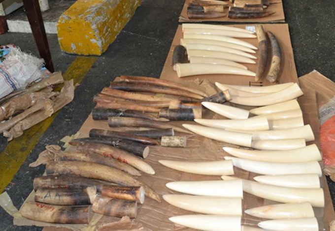 Smuggled ivory seized at Tan Son Nhat Airport - 1