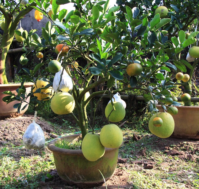 Farmer grows different fruits on one tree - 5