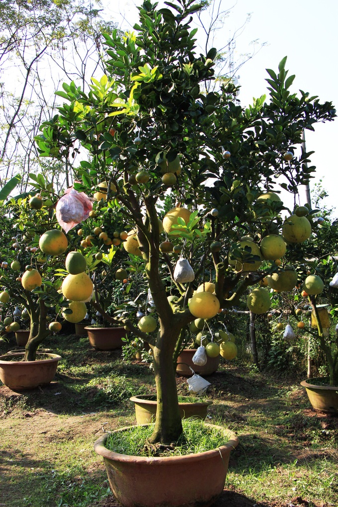 Farmer grows different fruits on one tree - 4