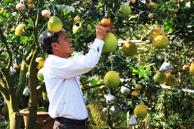 Farmer grows different fruits on one tree - 1