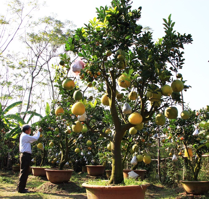 Farmer grows different fruits on one tree - 2