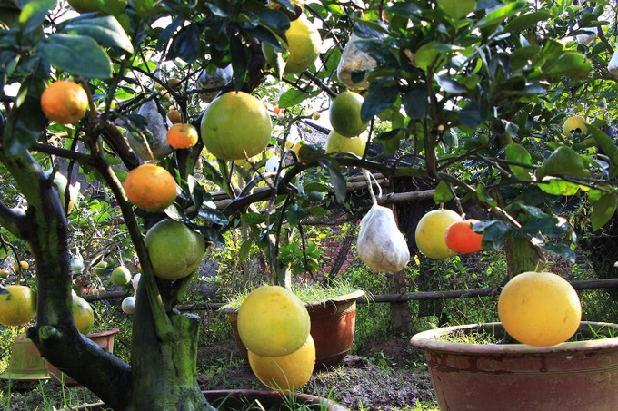 Farmer grows different fruits on one tree - 3