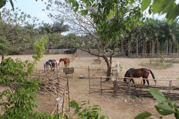 Man builds large horse farm in Hanoi - 1 Man builds large horse farm in Hanoi - 1