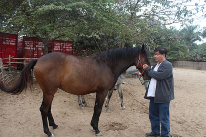 Man builds large horse farm in Hanoi - 2 Man builds large horse farm in Hanoi - 2