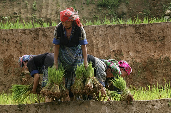 Life on the terraced mountain of Khau Pha - 7