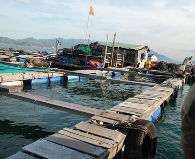 Lax management leads to illegal fish farms in Cam Ranh Bay - 1 Lax management leads to illegal fish farms in Cam Ranh Bay - 1