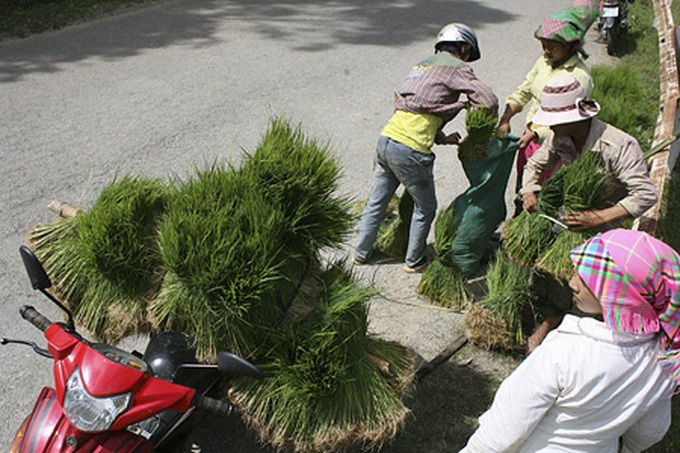 Life on the terraced mountain of Khau Pha - 11