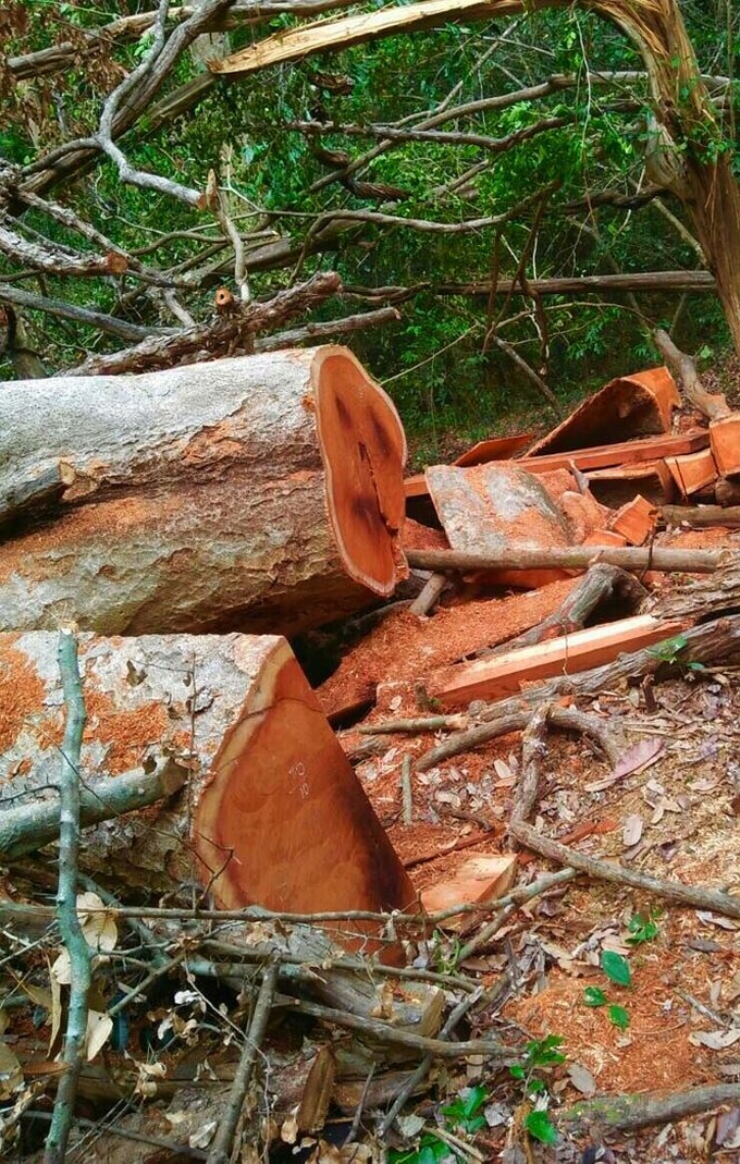 Investigation launched into forest destruction in Dak Lak - 3