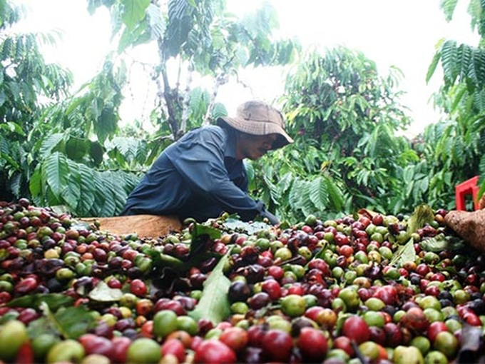 Rising coffee prices good news for highlands farmers - 1