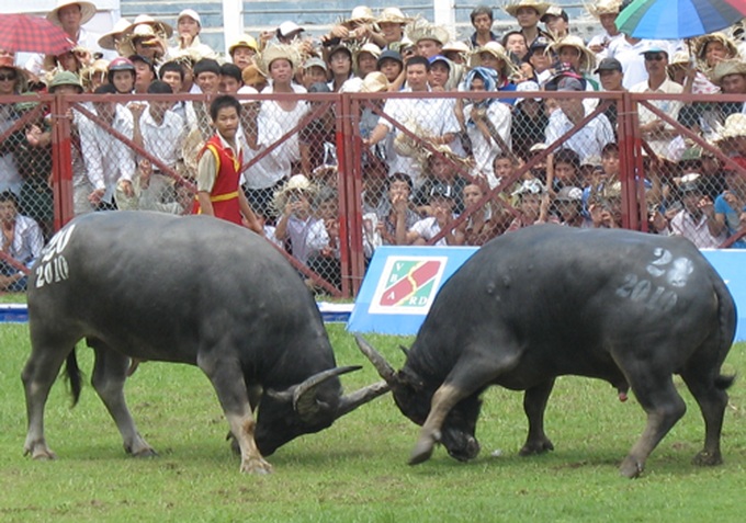 Into the arena of Do Son buffalo fighting festival - 1 Into the arena of Do Son buffalo fighting festival - 1