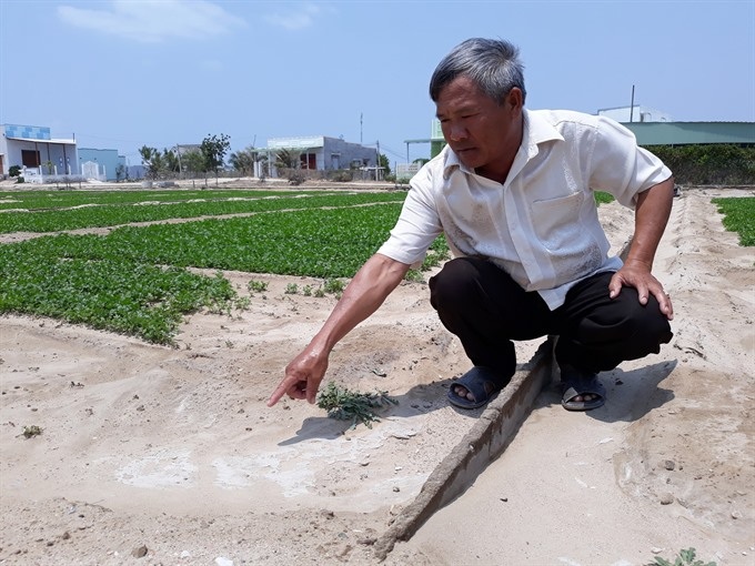Saline intrusion attacks Ninh Thuận - 1 Saline intrusion attacks Ninh Thuận - 1