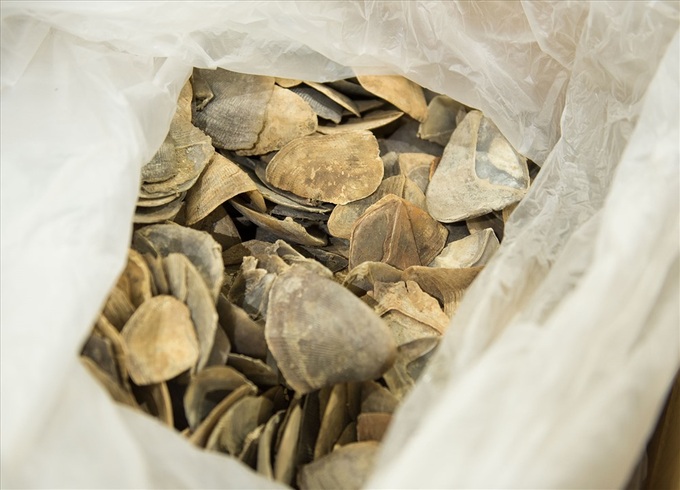 Huge ivory and pangolin scale shipment seized at Noi Bai - 3 Huge ivory and pangolin scale shipment seized at Noi Bai - 3