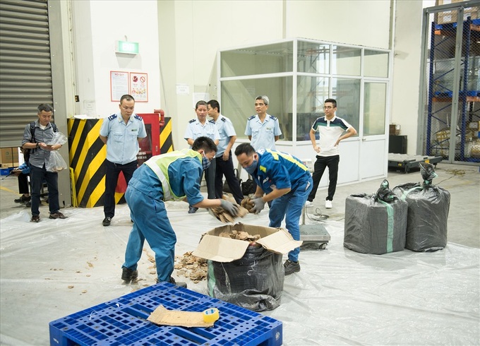 Huge ivory and pangolin scale shipment seized at Noi Bai - 1 Huge ivory and pangolin scale shipment seized at Noi Bai - 1