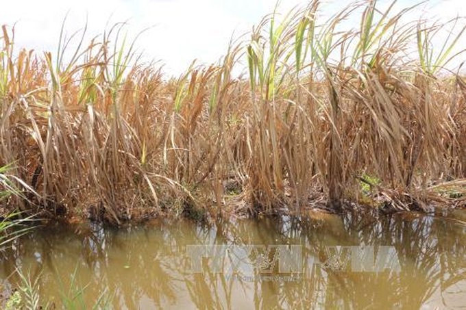 Mekong Delta region projected to face serious saltwater intrusion by 2030 - 1
