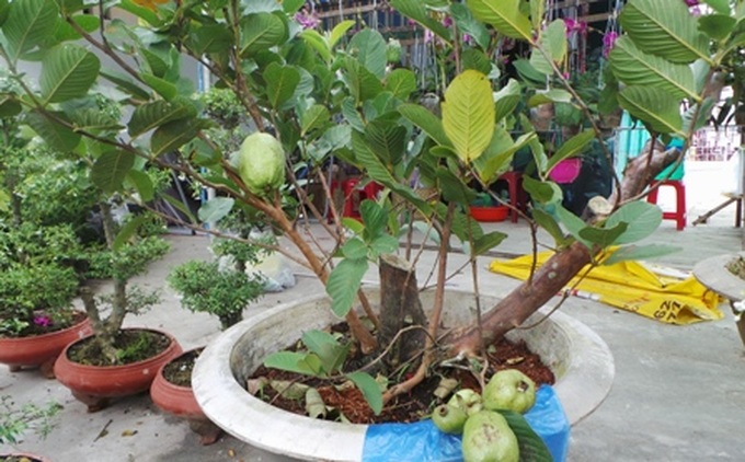 Fruit tree made into bonsai for Tet - 6