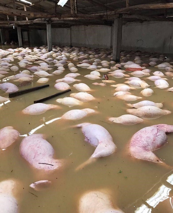 Thousands of pigs in Thanh Hoa drowned by floods - 2