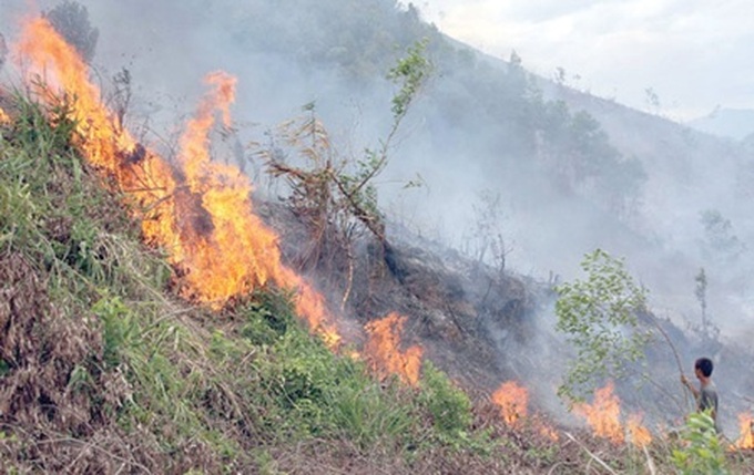 Urgent measures taken to prevent forest fires - 1