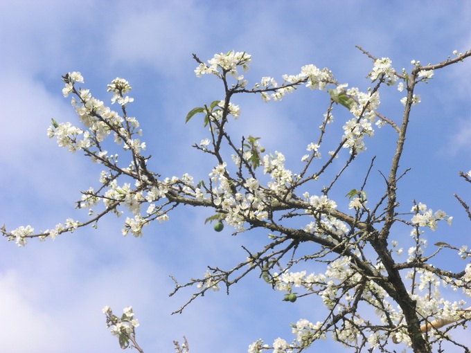 Plum blossoms cloak Bac Ha plateaux - 2