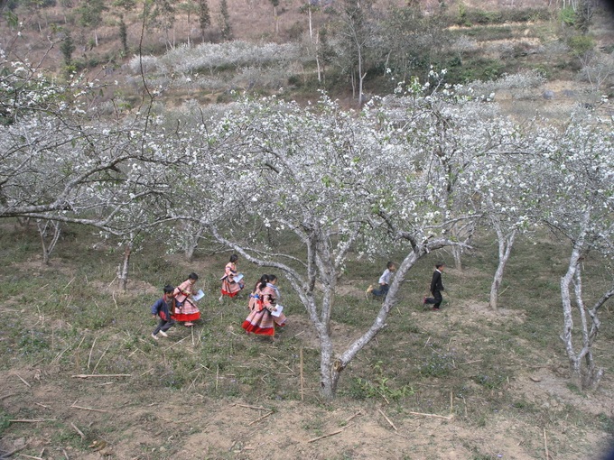 Plum blossoms cloak Bac Ha plateaux - 3