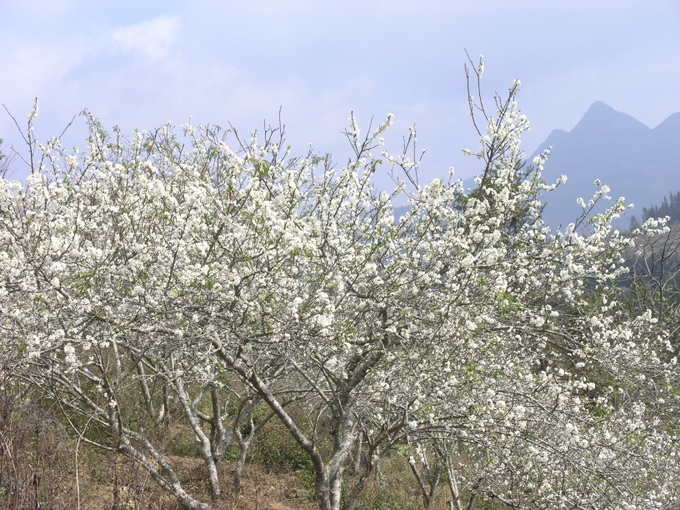 Plum blossoms cloak Bac Ha plateaux - 4