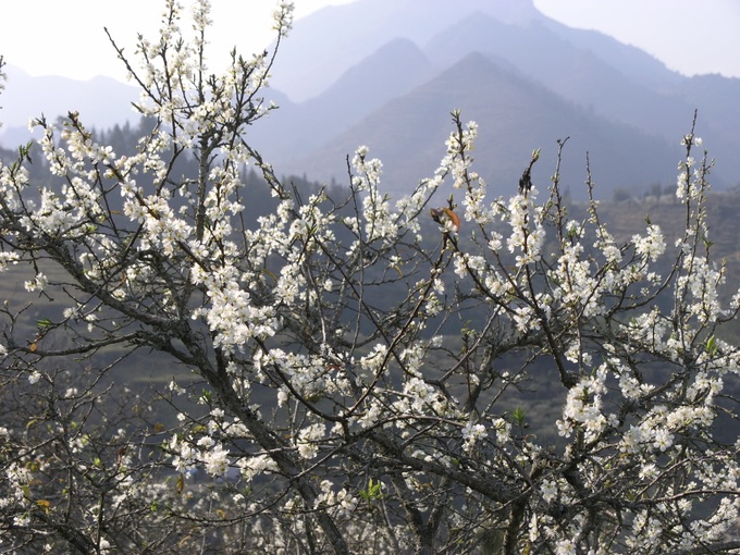 Plum blossoms cloak Bac Ha plateaux - 5