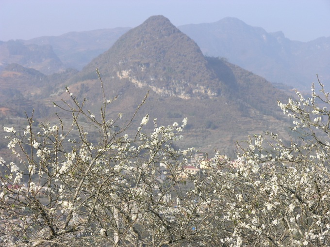 Plum blossoms cloak Bac Ha plateaux - 6